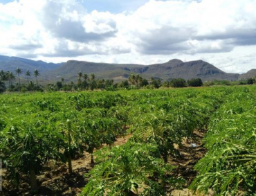 Cultivo de Papaya
