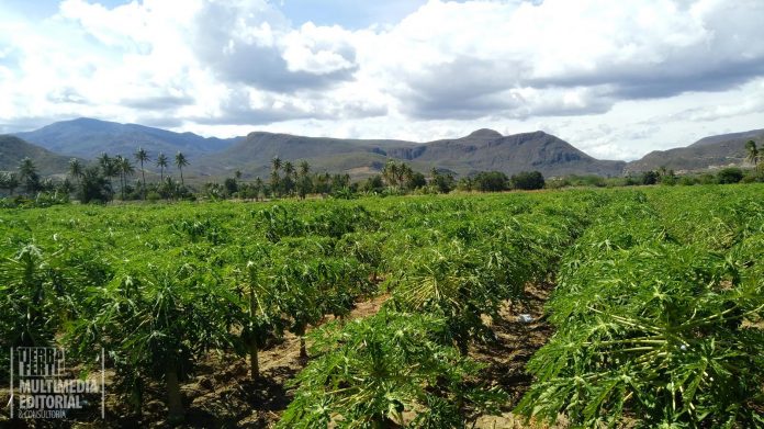 Cultivo de Papaya