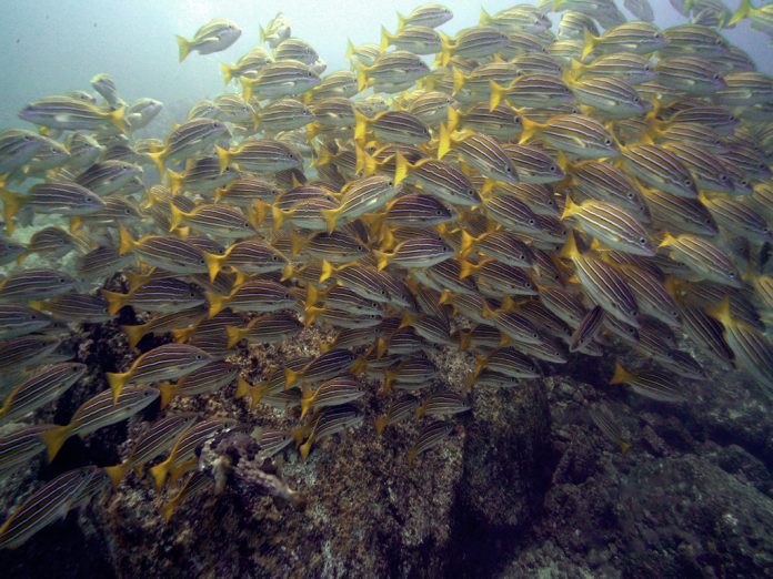 EL GOBIERNO de México buscará que la pesquería en el Golfo de California sea sustentable