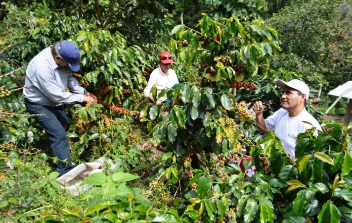 EL PROPÓSITO de integrar a los productores de café al Programa Bienestar para el Campo, es sostener el esfuerzo productivo de renovación de cafetales.