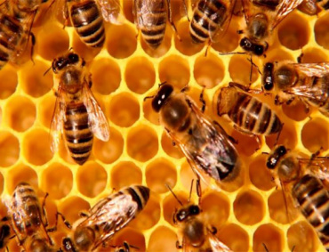 EL USO de glifosato podría contribuir al declive global de abejas melíferas y nativas, aseguran científicos de la UNAM.