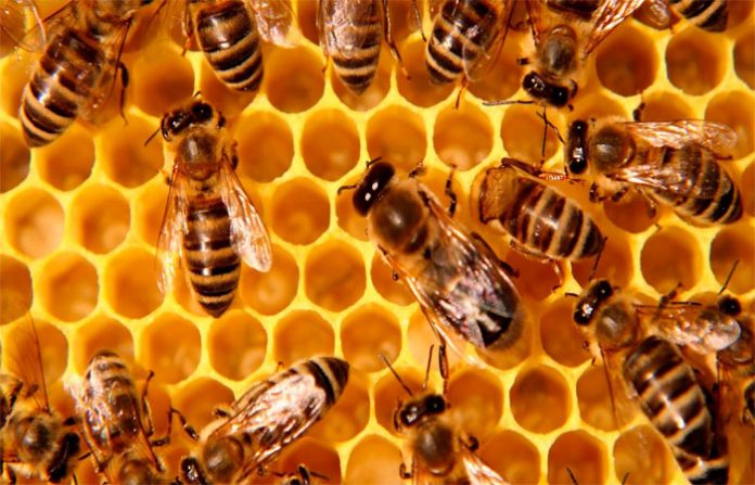 EL USO de glifosato podría contribuir al declive global de abejas melíferas y nativas, aseguran científicos de la UNAM.