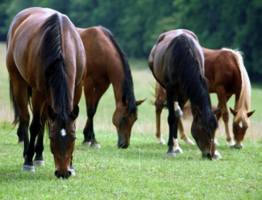 SUSPENDE LA SADER alerta epidemiológica nacional emitida por brote de Encefalitis Equina del Oeste, surgido en el Estado de Nayarit.