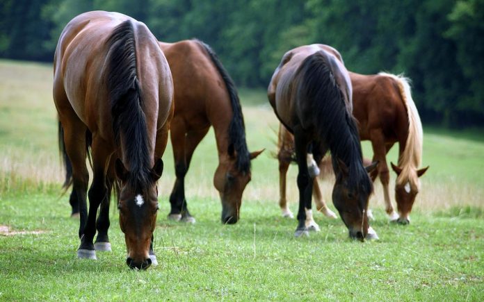 SUSPENDE LA SADER alerta epidemiológica nacional emitida por brote de Encefalitis Equina del Oeste, surgido en el Estado de Nayarit.