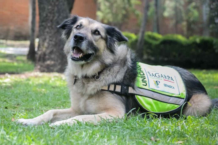 LA FEDERACIÓN Canófila Mexicana, reconoce el trabajo a favor de México, de los binomios de la Unidad Canina del SENASICA