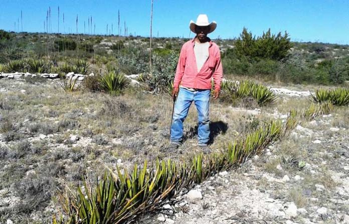 LA CONAZA y el IICA, firman convenio de colaboración para fortalecer acciones para impulsar el desarrollo de zonas áridas y semiáridas.