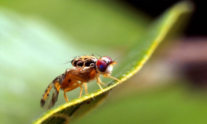 ASEGURA el SENASICA que la plaga de la Mosca del Mediterráneo se encuentra en fase de erradicación, en el Estado de Colima.