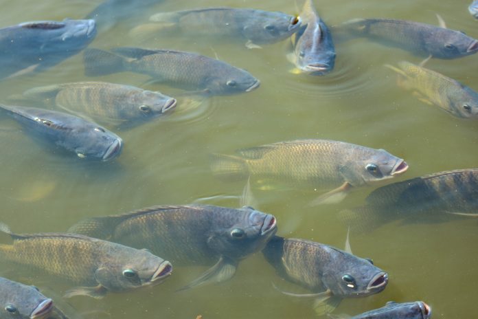 EL SENASICA exhortó a los productores de tilapia a continuar alertas, mantener las medidas de bioseguridad de sus granjas para evitar el reingreso del virus de la tilapia del lago a México.