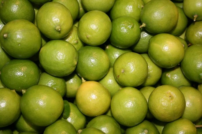 CITRICULTORES cosecharán mejores frutos