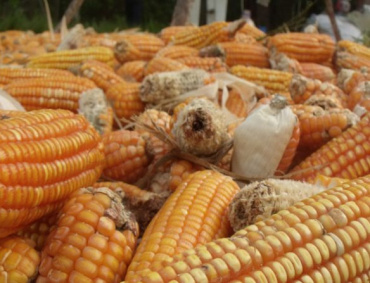 LAS IMPORTACIONES mexicanas de maíz bajarán este año 8.3 % por cosechas récord que tendrán agricultores del norte del país.