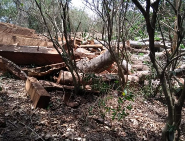 UNA ZONA boscosa del municipio de Cuautitlán fue asegurada por policías estatales, ya que ahí talaban de forma clandestina árboles de parota.