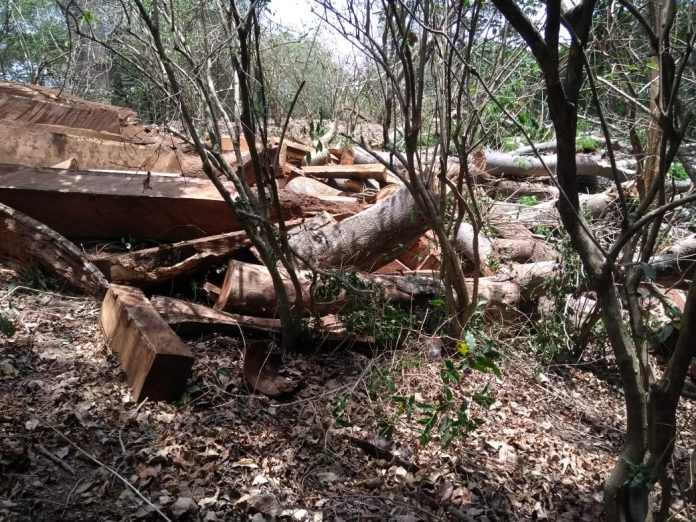 UNA ZONA boscosa del municipio de Cuautitlán fue asegurada por policías estatales, ya que ahí talaban de forma clandestina árboles de parota.