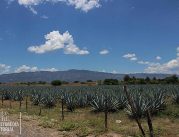 Sembradio de agave