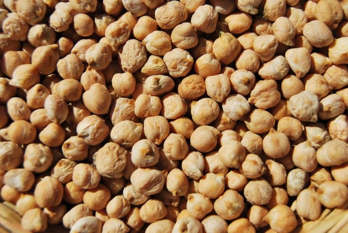 UNO DE los cultivos que incrementó su producción fue el garbanzo.