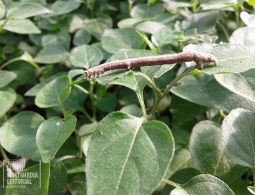 Gusano en plantulas de chile piquin (en tamaulipas)