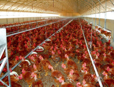HASTA EN 40 % podrían subir los precios del pollo y huevo de Yucatán debido al desabasto de gas natural.