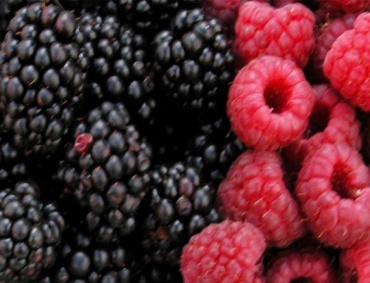 EN EL rubro de las berries, las pérdidas económicas ya comienzan a ser cuantiosas.