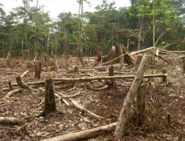 DE TRES millones de hectáreas boscosas que había en Michoacán en 1989, actualmente quedan sólo 1.1 millones.