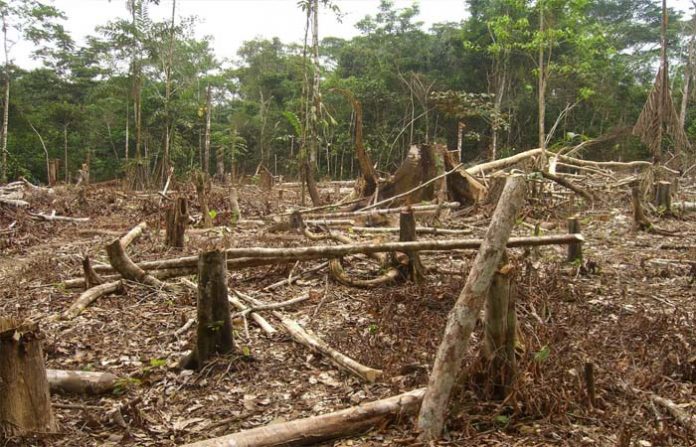 DE TRES millones de hectáreas boscosas que había en Michoacán en 1989, actualmente quedan sólo 1.1 millones.