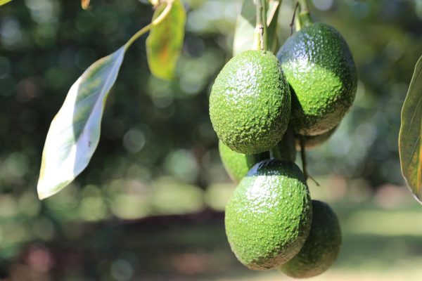 AÑO CON año, Jalisco duplica su producción de aguacate.