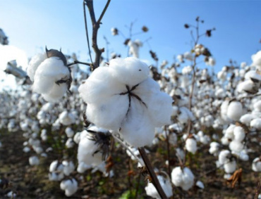 PRODUCTORES de algodón en México, vaticinan cosecha récord de algodón en el ciclo productivo 2019.