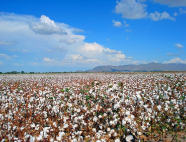 UNAS 16 mil hectáreas de algodón de La Laguna están en peligro debido a que no hay recursos federales para combatir las plagas.