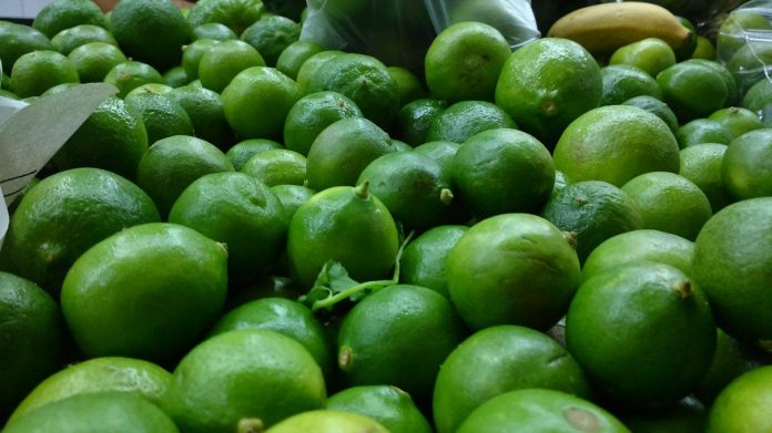 EN TRES SEMANAS habrá abundancia de limones y por ende, el precio bajara; asegura Héctor Padilla, titular de la SEDER.