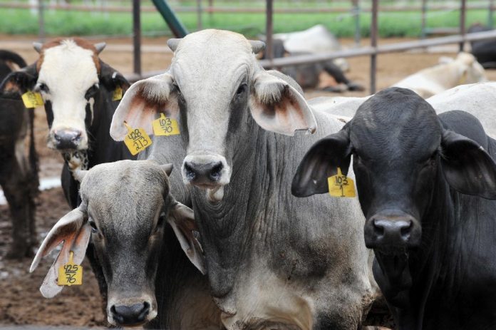 SÓLO TODO el ganado de Chihuahua, Sonora y Tamaulipas, está aretado.