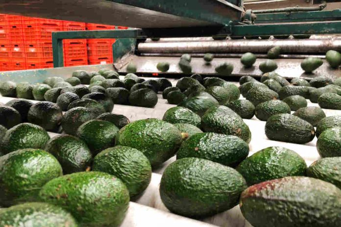EL AGUACATE hass de primera se cotiza oficialmente en 38.19 pesos por kilo, 19 % más caro que hace una semana, informa SADER.
