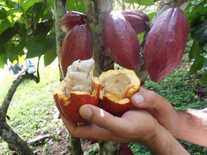 ES MUY apreciado el cacao de Tabasco.