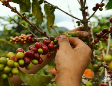 EN CINCO años se verá un crecimiento paulatino en la producción de café.