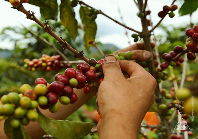 EN CINCO años se verá un crecimiento paulatino en la producción de café.