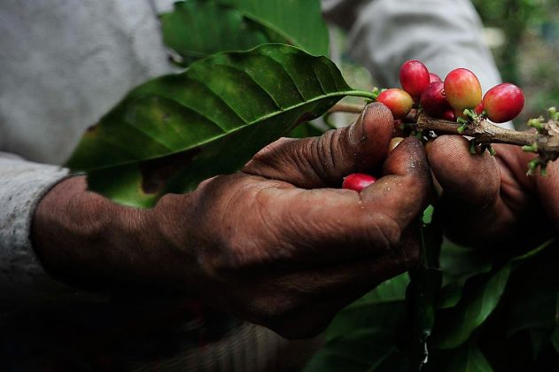 LA MAYORÍA de las plantas ya están bastante viejas.