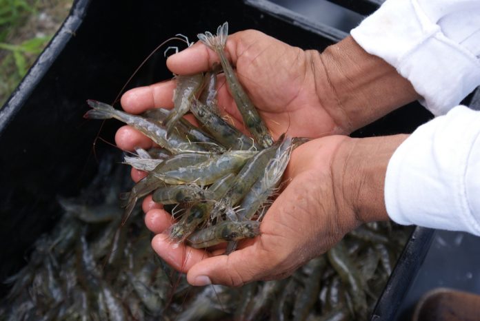 BUSCAN APOYAR más la producción de camarón de granja.