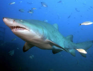 LOS TIBURONES y otros peces están entre los afectados.