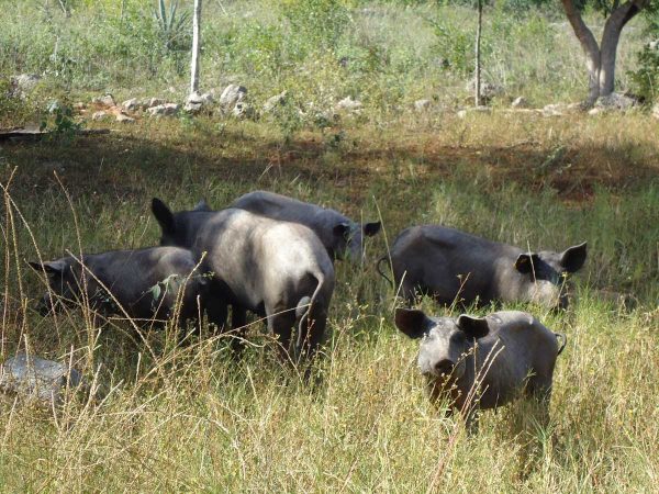 EL RESCATE de cerdo pelón ha tenido buena respuesta entre la población campechana.
