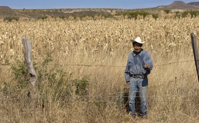 LA SADER publica la reglas para abrir las ventanillas para compra de coberturas de agricultura por contrato de 13 entidades y regiones.