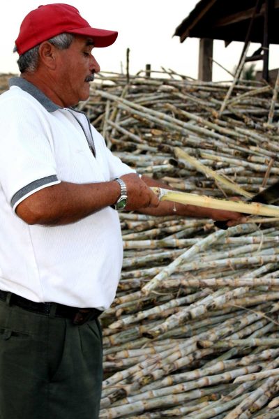 HASTA EN 3 % crecerá la producción agrícola en 2017, impulsada por mayores cosechas de sorgo y caña de azúcar.