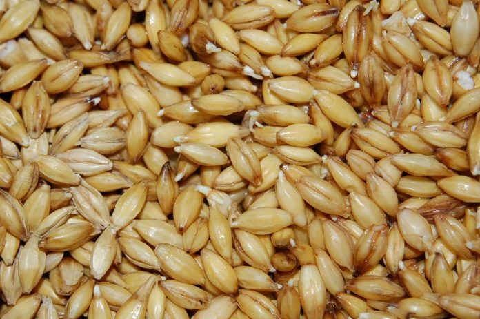 EN EL 2016 se produjeron alrededor de seis toneladas por hectárea de cebada.