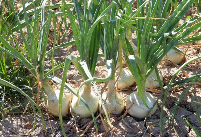 HUBO BUENA producción, pero su precio es demasiado bajo, lo cual es incosteable para el productor.