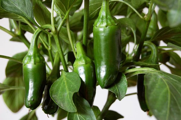 LOS CULTIVADORES de chile jalapeño de la Comarca Lagunera ignoran a cuánto ascienden los daños por la plaga «cenicilla».