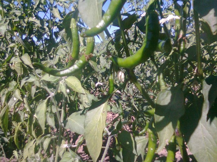 LA PRODUCCIÓN de chile de Tamaulipas cayó un 30 por ciento en dos años.