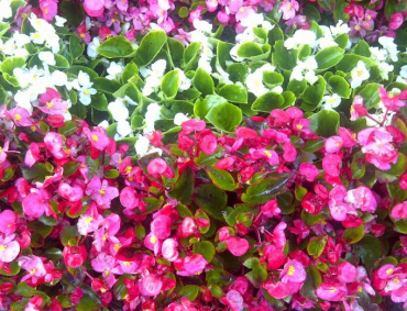 DESTACA Colima en la venta de planta y flor en maceta.
