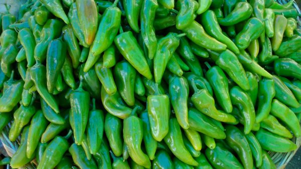 LOS CULTIVADORES de chile de Durango esperan obtener el doble de rendimiento por hectárea en este ciclo agrícola.