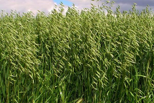 LA SIEMBRA de la avena será apoyada.