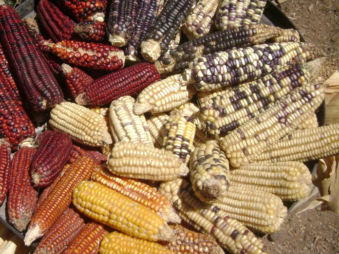 GRACIAS A la selección de semillas que han realizado los grupos indígenas durante siglos, se ha logrado mejorar la calidad de los maíces nativos.