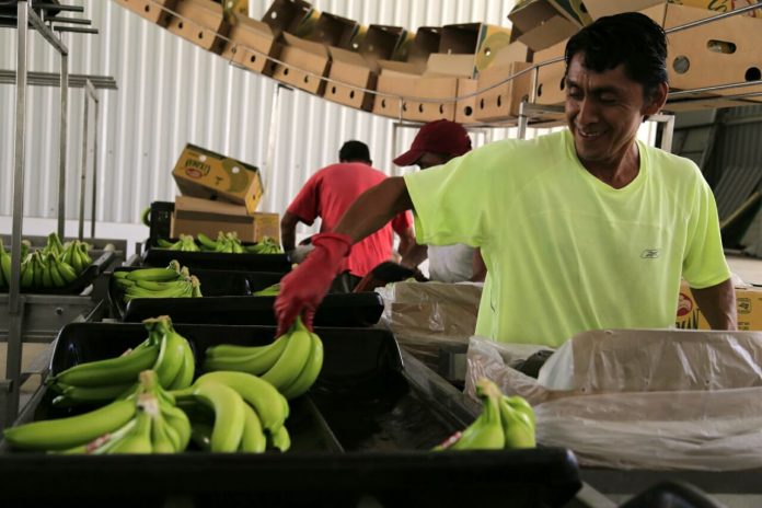 LOS FRUTICULTORES chiapanecos dicen que la industria de exportación del banano colapsaría si Trump aplica el impuesto del 5 % a exportaciones mexicanas