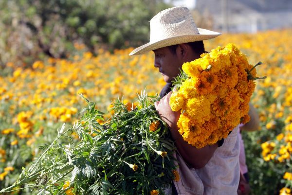 YA NO TENDRÁN nada que vender para el Día de Muertos y las fiestas navideñas.