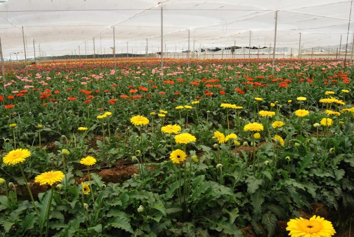 LA PRODUCCIÓN nacional de flores se concentra en cinco estados de la República Mexicana.