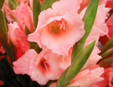 MICHOACÁN TIENE mucho potencial para que prospere la floricultura.